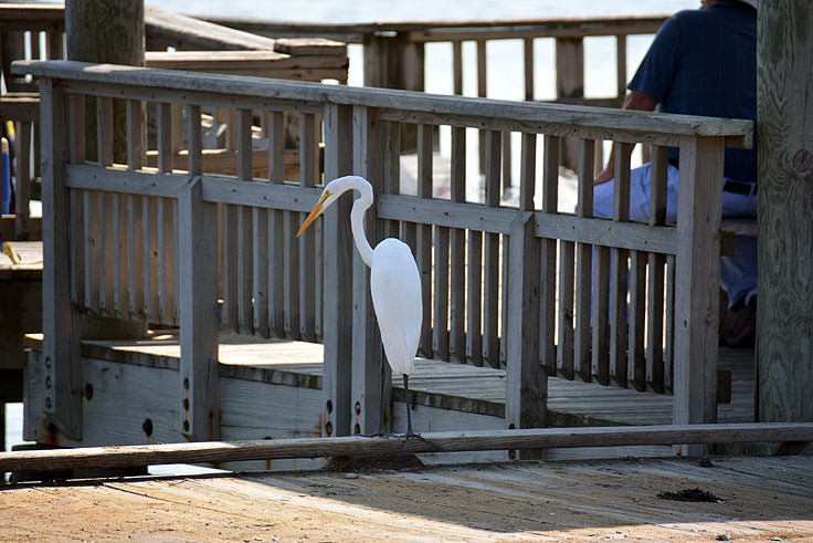 A crane fishes in Bicentennial Park in Swansboro, NC