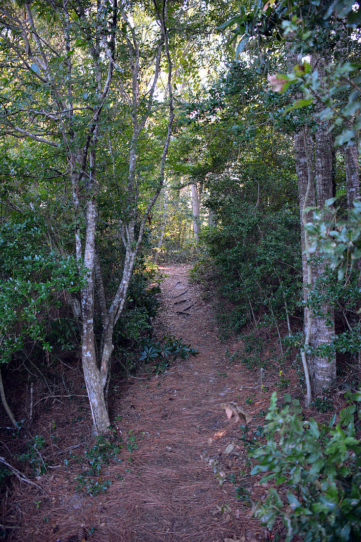 Theodore Roosevelt Natural Area path