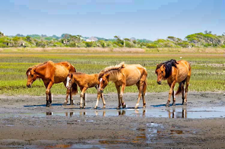 A view of the Shackleford Banks wild horses from Island Ferry Adventures