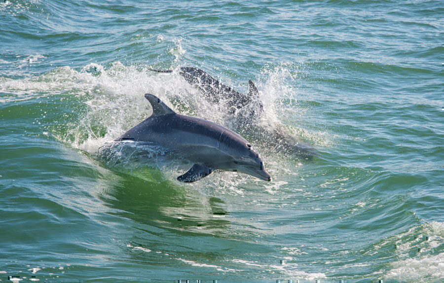 Morehead City Ferry Service - dolphins jumping