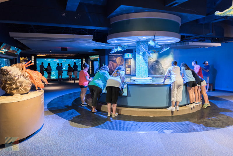 Exhibits at N.C. Aquarium at Pine Knoll Shores