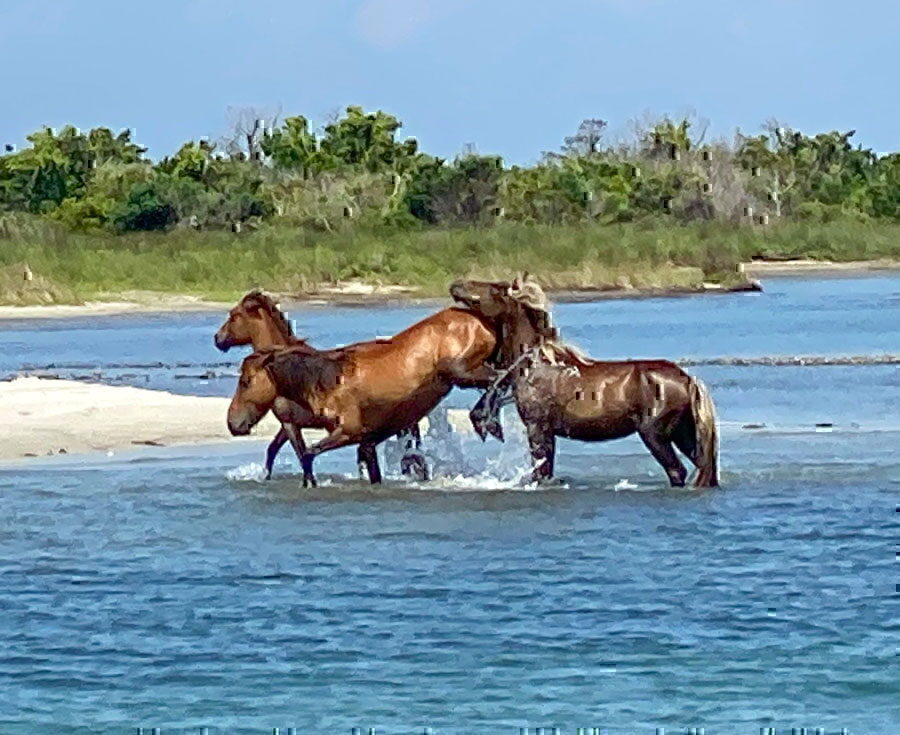 Shackleford Wild Horse & Shelling Safari - Wild horses on Shackleford Banks